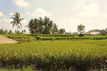 Shriman Yoga Bungalows 乌布